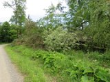 2022-05-20 - Tornado beim Sturmtief Emmelinde Solling - Steinlade bis Gehren (21)